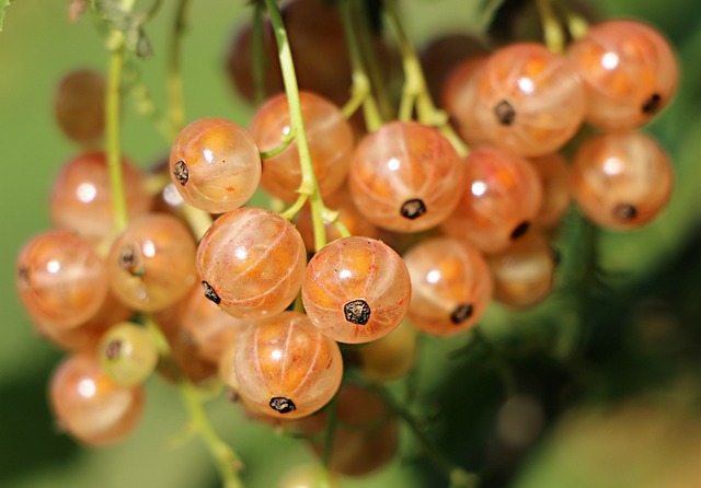 637-currants-1496075_640.jpg