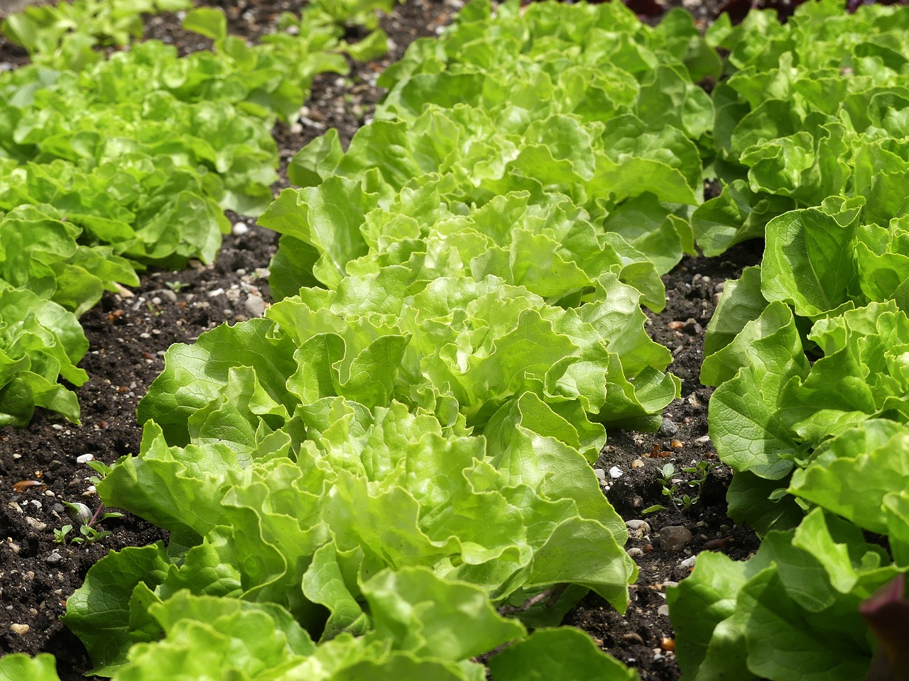 788-green-salad-7320557_1280.jpg